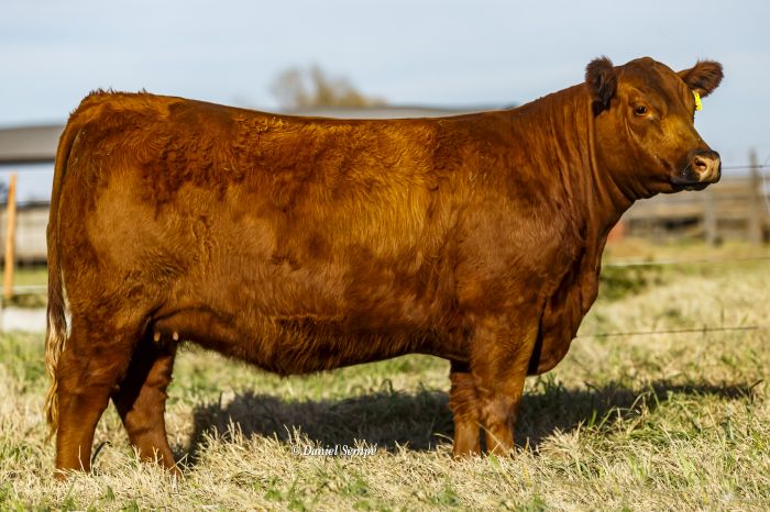 DONANTE 6095
